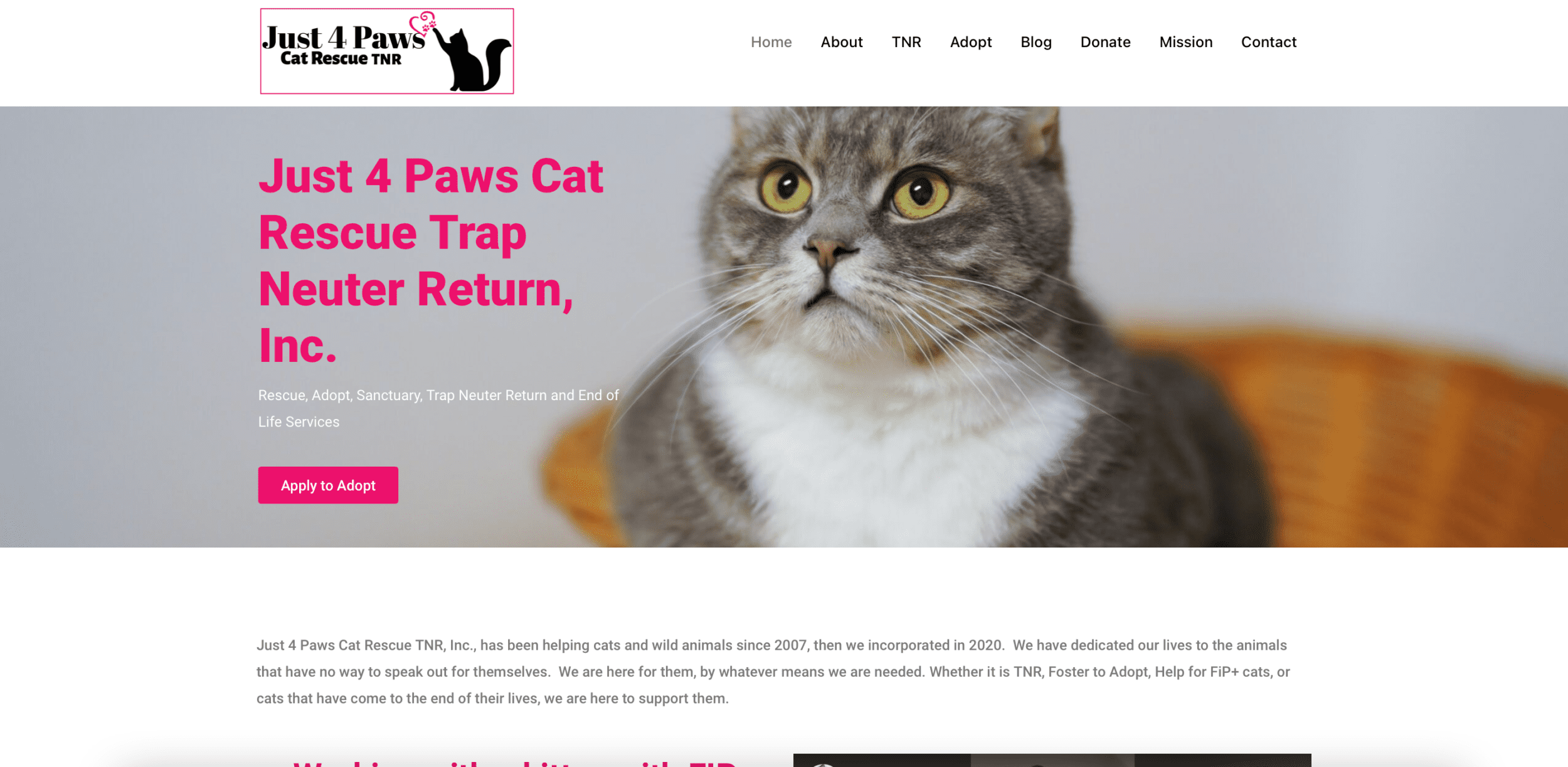 She Scribbles Studio Just 4 Paws Cat Rescue client site